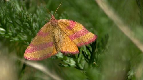 Réf. 187 991 : Lythria cruentaria